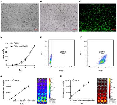 Establishment of stable expression of firefly luciferase and EGFP in a canine inflammatory mammary carcinoma cell line and tumor-bearing model in nude mice